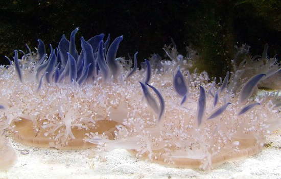  Cassiopeia andromeda (Suction Cup Jellyfish, Upside-Down Jellyfish)